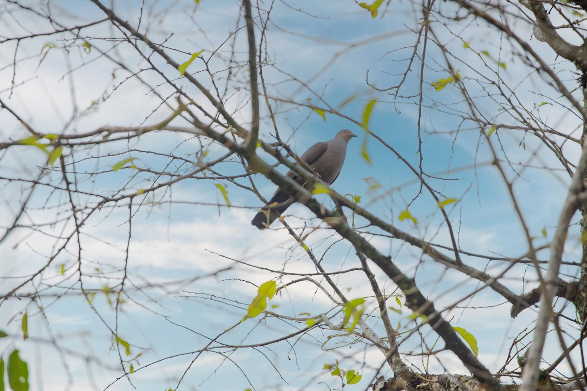 Ruddy Pigeon - Fundación Ecoturística Recetor Vive un Paraíso