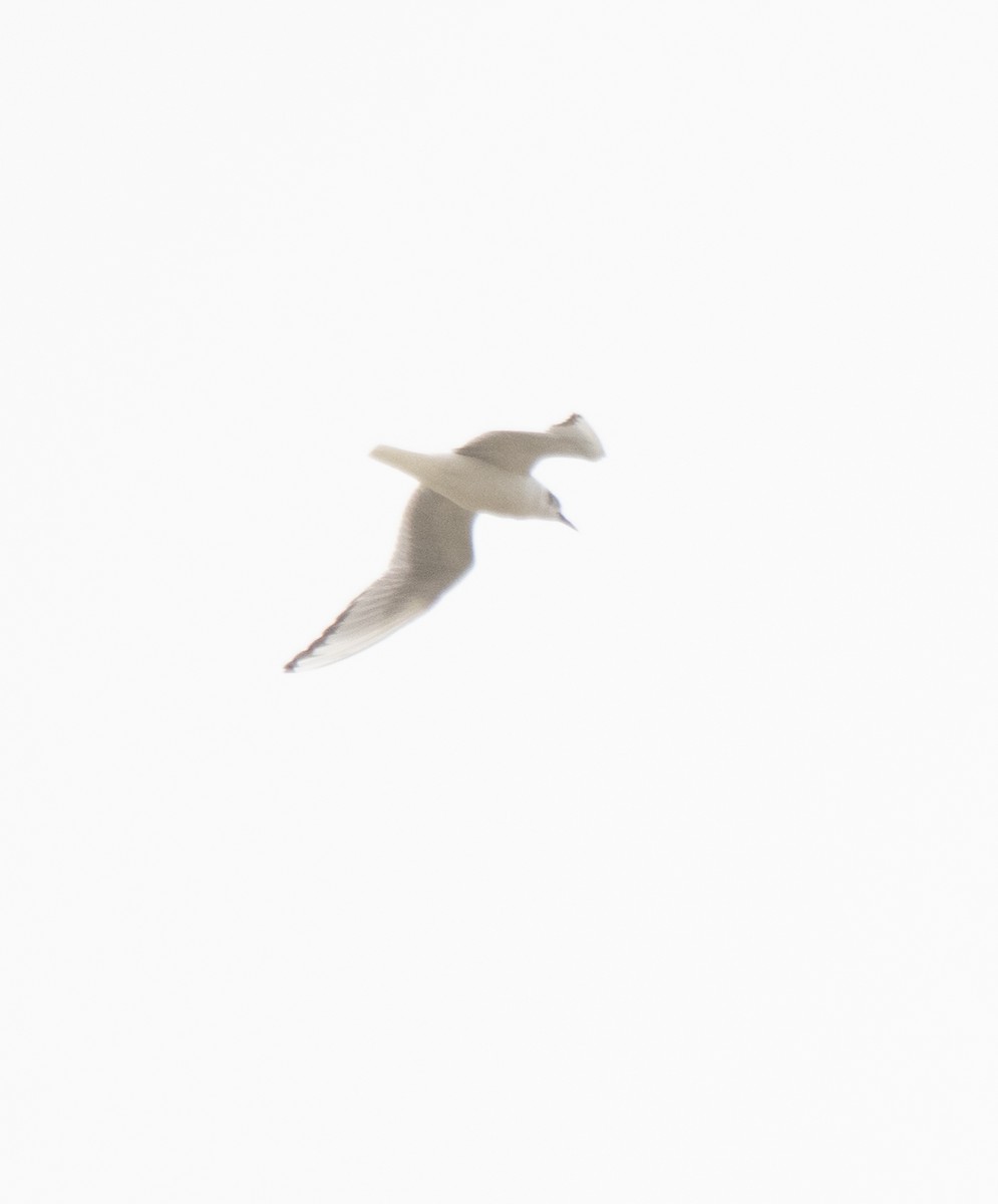 Bonaparte's Gull - ML618946895