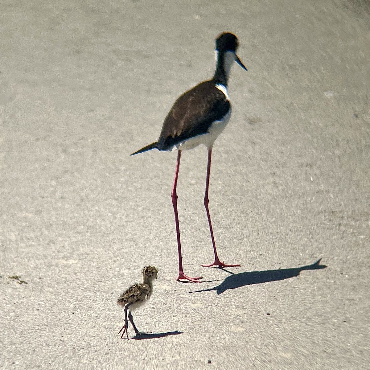 Black-necked Stilt - ML618946904