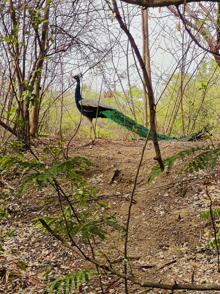 Indian Peafowl - ML618946905