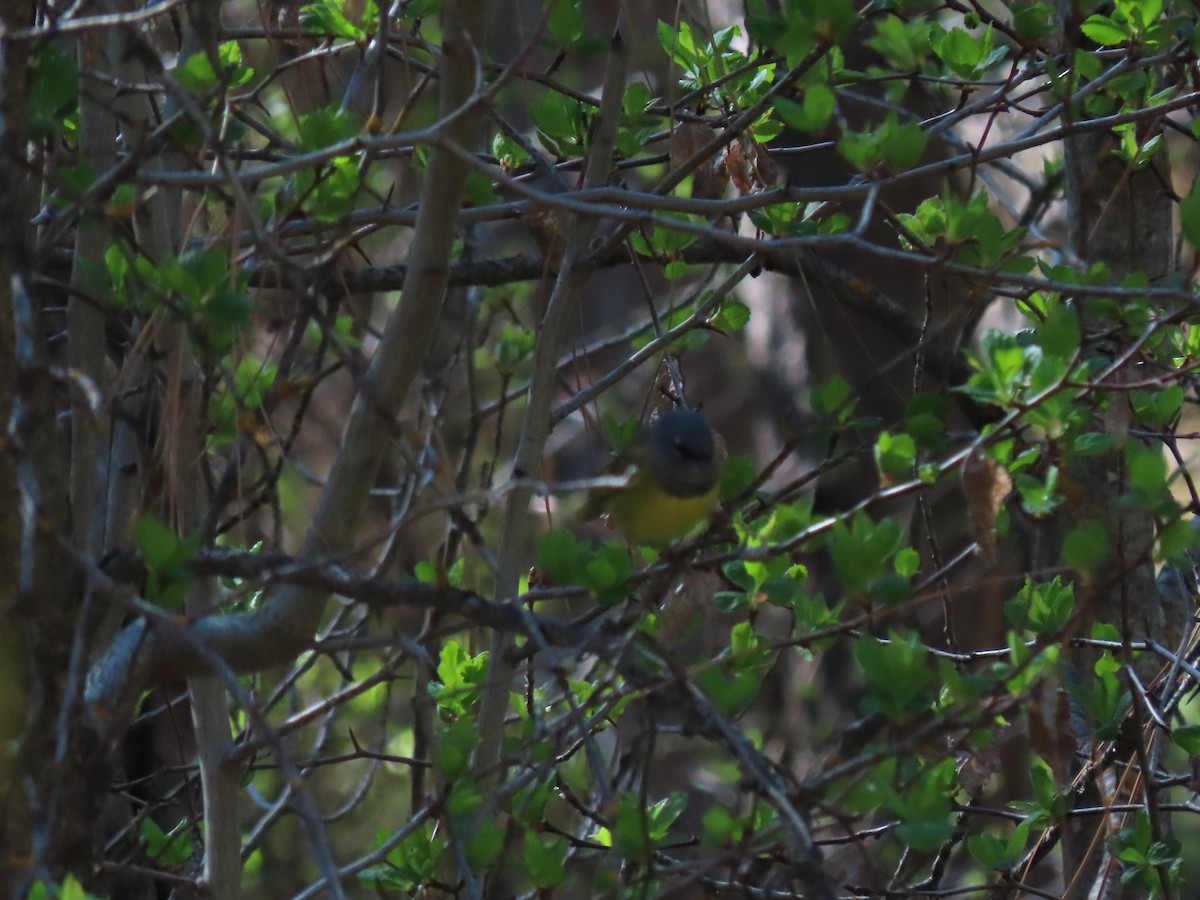 MacGillivray's Warbler - ML618946907