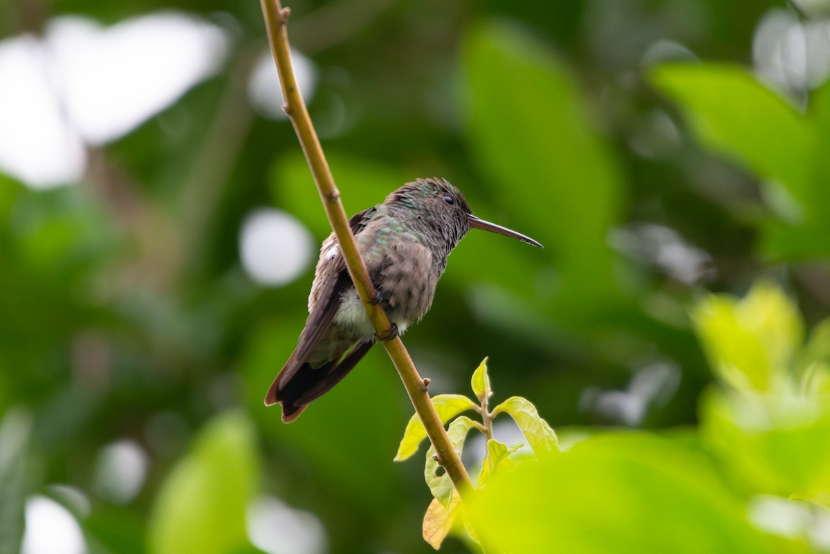 Green-bellied Hummingbird - Fundación Ecoturística Recetor Vive un Paraíso