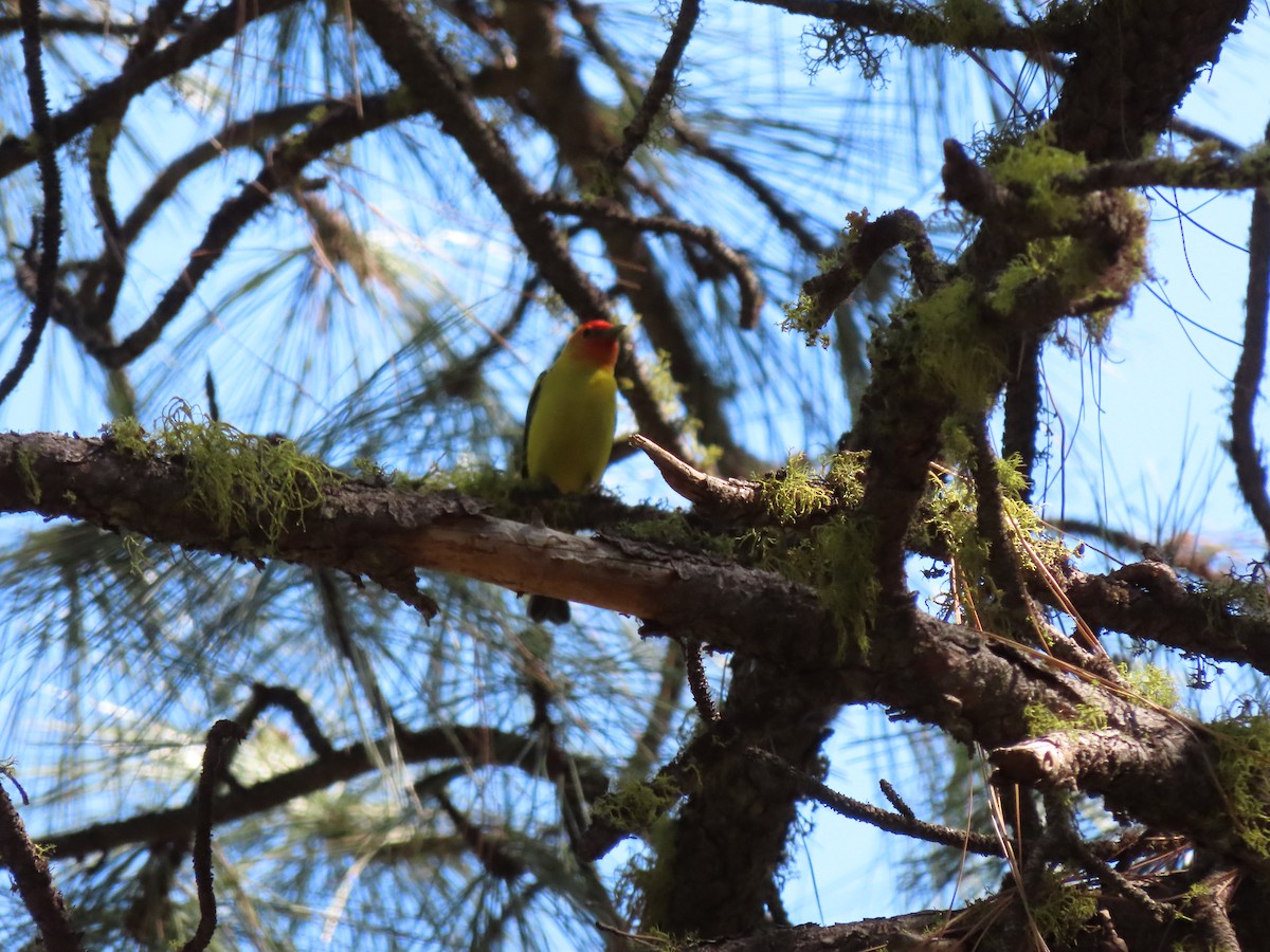 Western Tanager - Chase Birdsmore