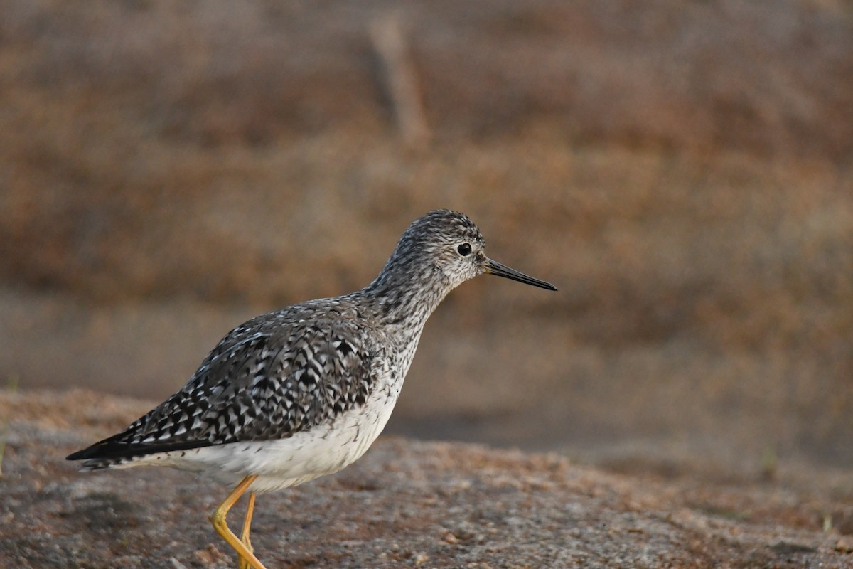 Lesser Yellowlegs - Alissa Milillo