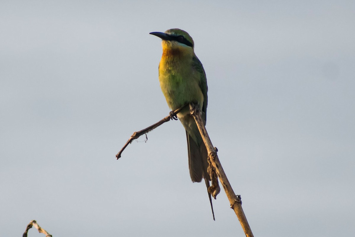 Blue-tailed Bee-eater - Prem swaroop Kolluru