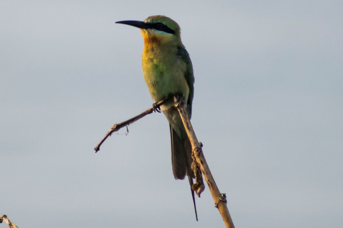 Blue-tailed Bee-eater - Prem swaroop Kolluru