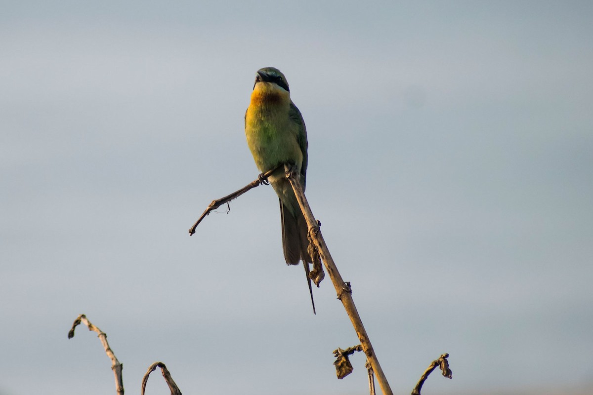 Blue-tailed Bee-eater - Prem swaroop Kolluru