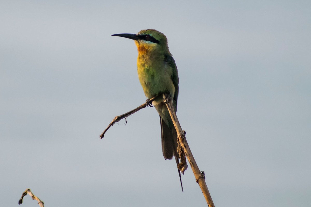 Blue-tailed Bee-eater - Prem swaroop Kolluru