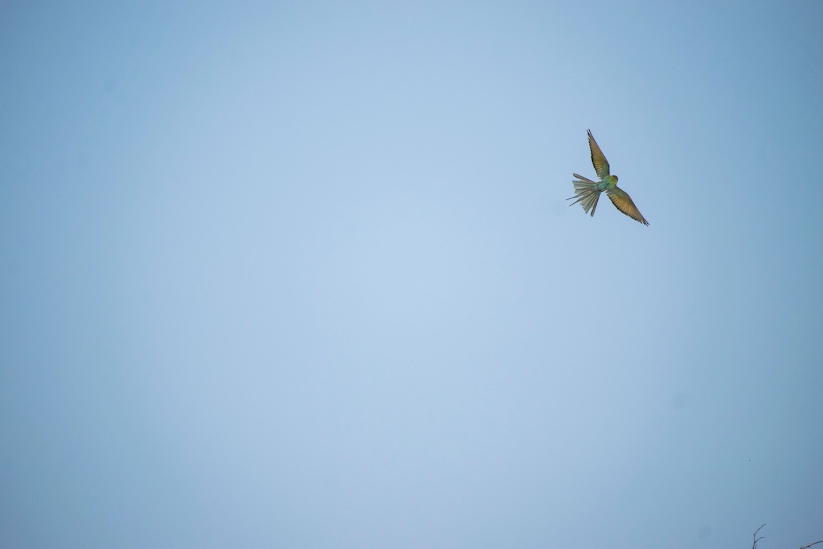 Blue-tailed Bee-eater - Prem swaroop Kolluru