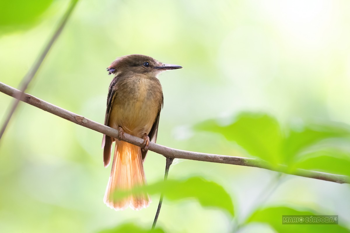 Tropical Royal Flycatcher - ML618946936