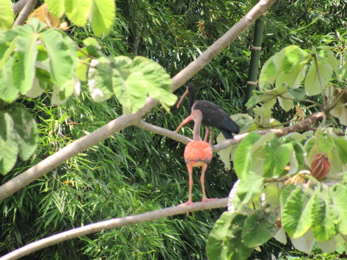 Scarlet Ibis - Emelyn Siachoque Pineda