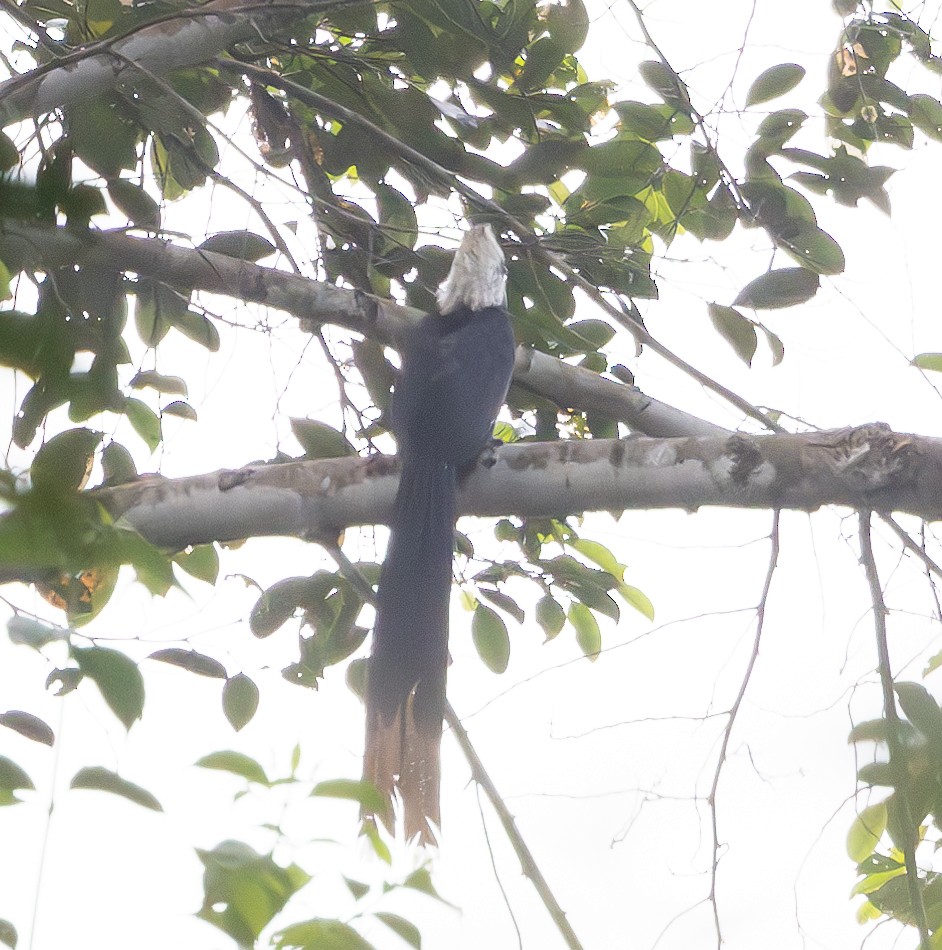 Western Long-tailed Hornbill - ML618946952