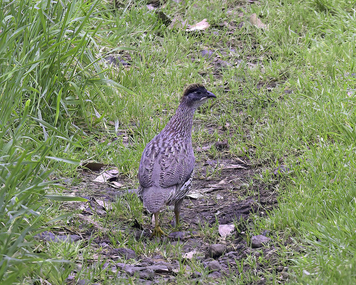 Erckel's Spurfowl - ML618946958