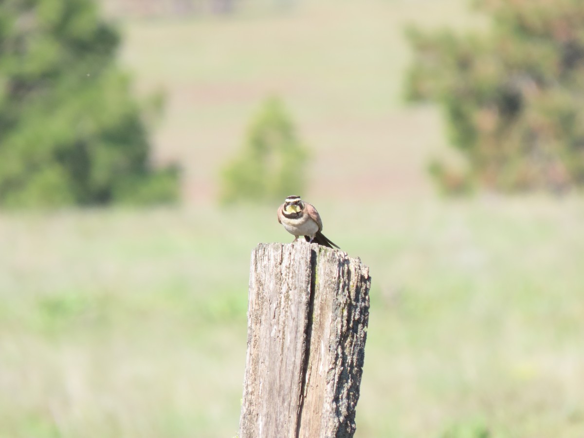 Horned Lark - Chase Birdsmore