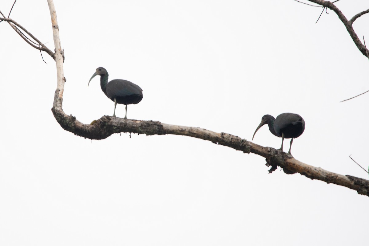 Green Ibis - Fundación Ecoturística Recetor Vive un Paraíso