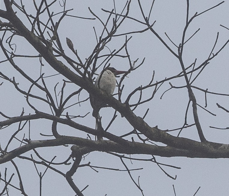 Chocolate-backed Kingfisher - ML618946964