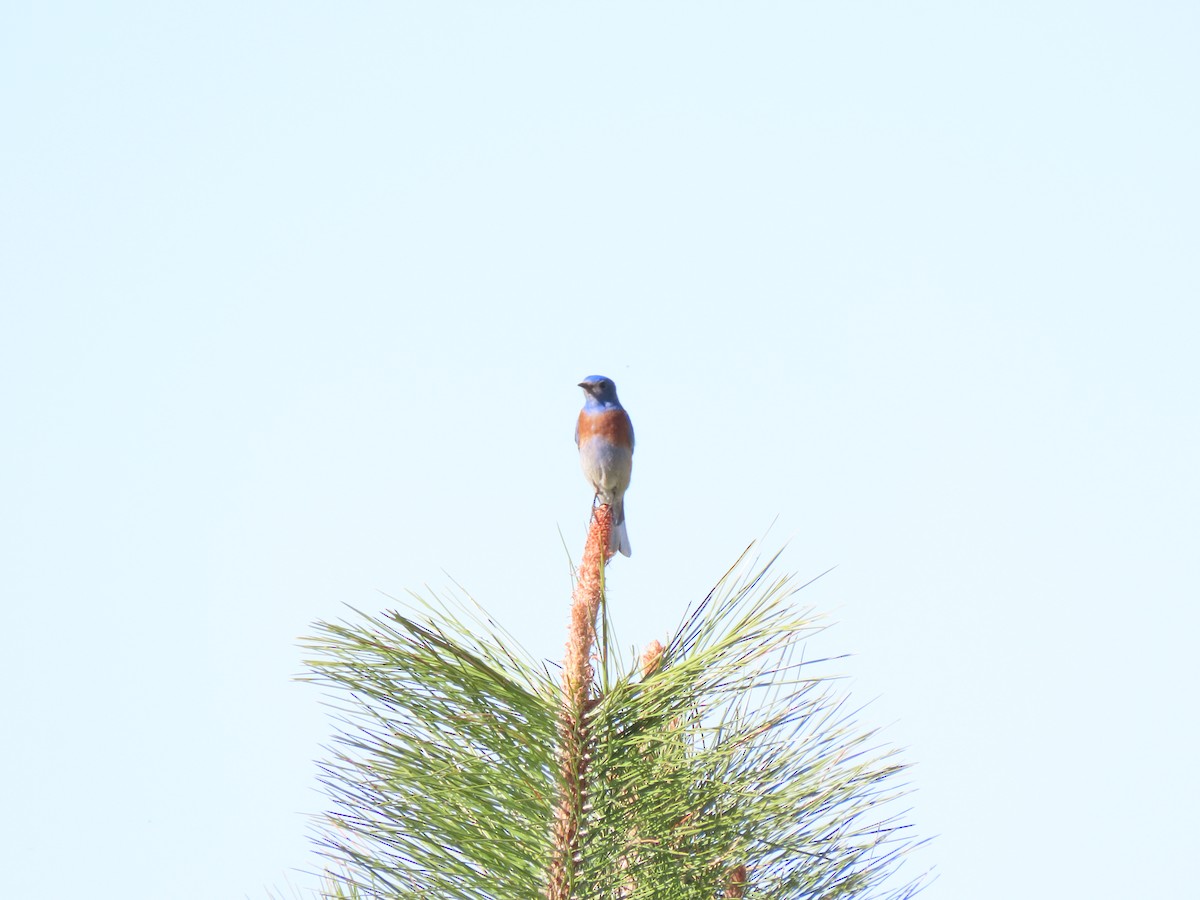 Western Bluebird - Chase Birdsmore