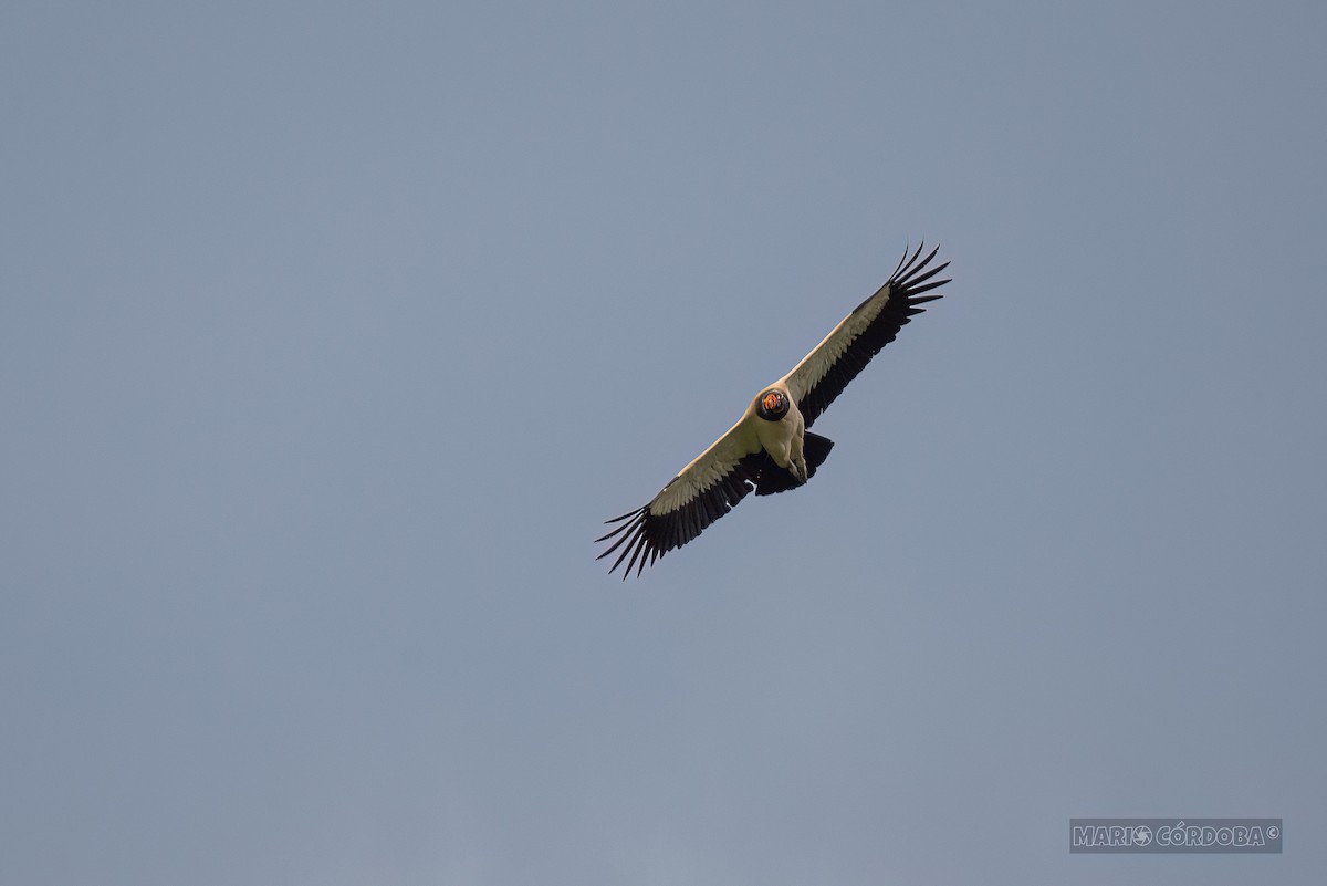 King Vulture - ML618946982