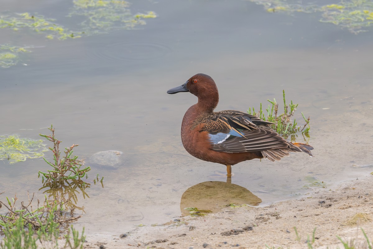 Cinnamon Teal - Aditya Rao