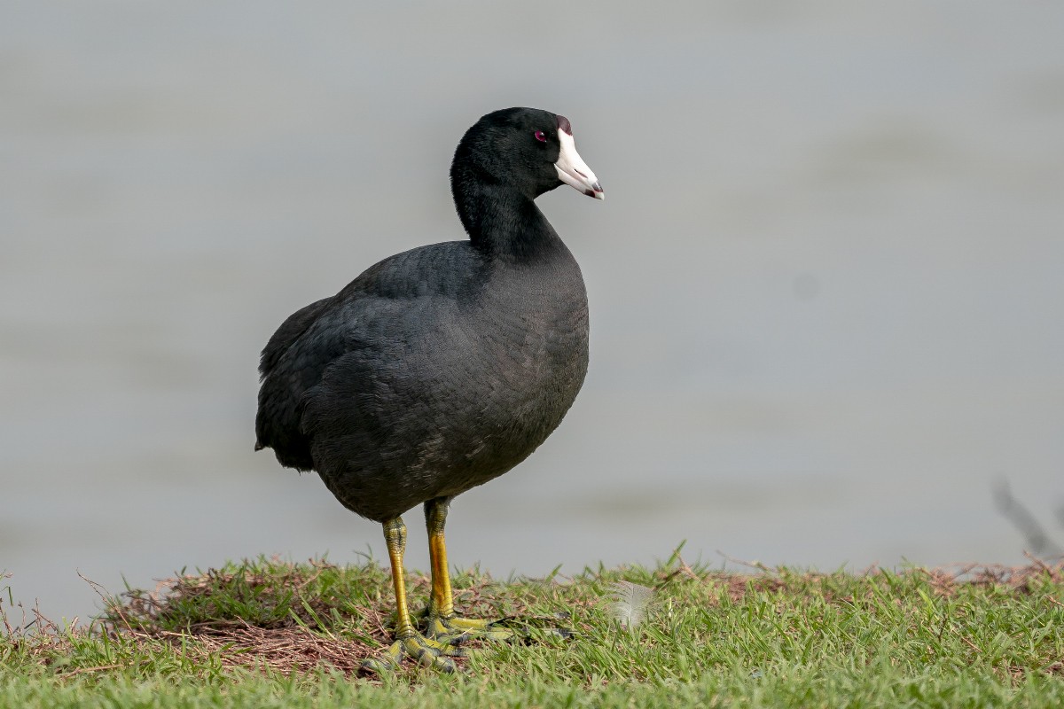 American Coot - ML618946991