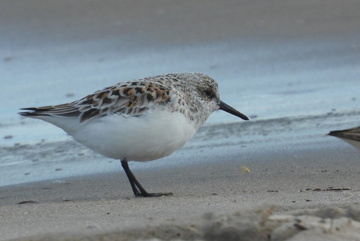 Sanderling - Matt Tobin