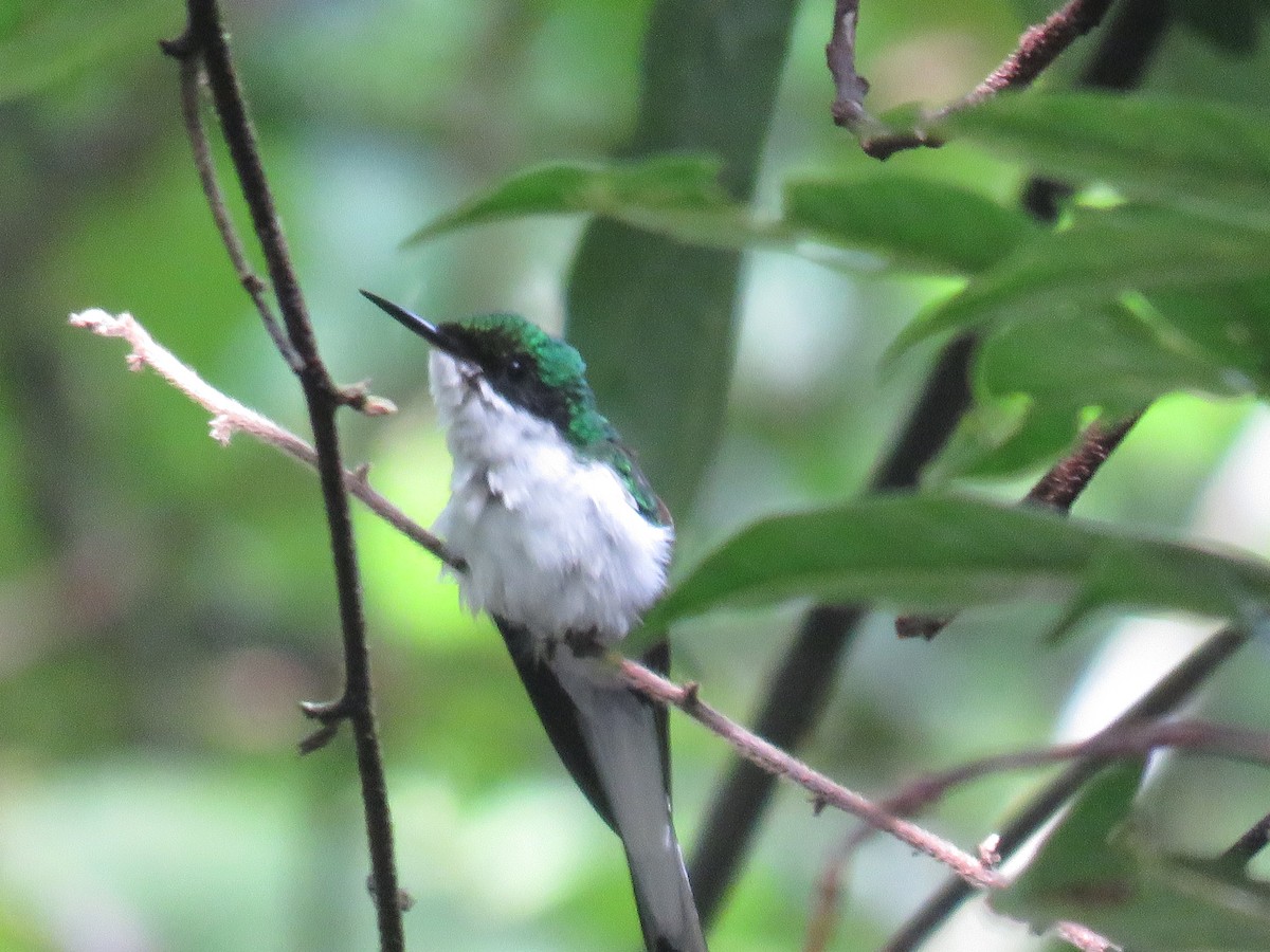 Colibrí Hada Occidental - ML618946998