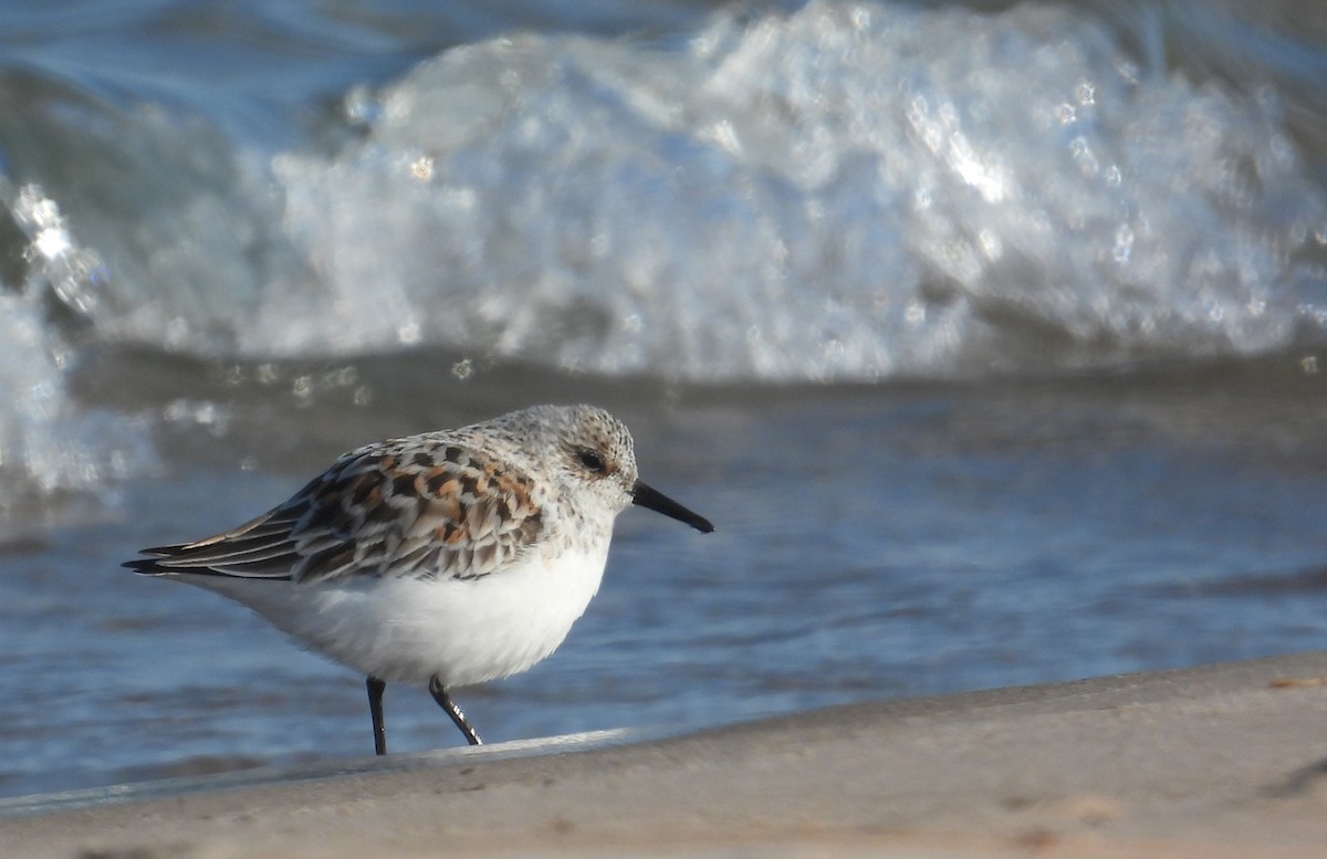 Sanderling - Matt Tobin