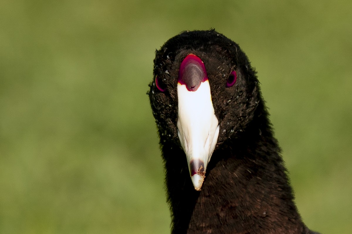 American Coot - ML618947003