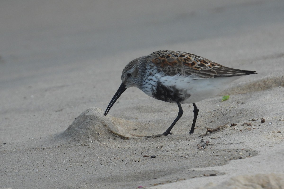 Dunlin - Matt Tobin