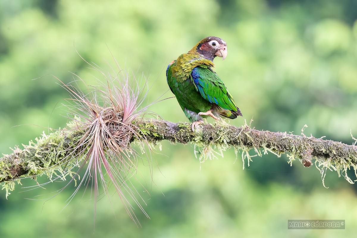 Brown-hooded Parrot - ML618947012