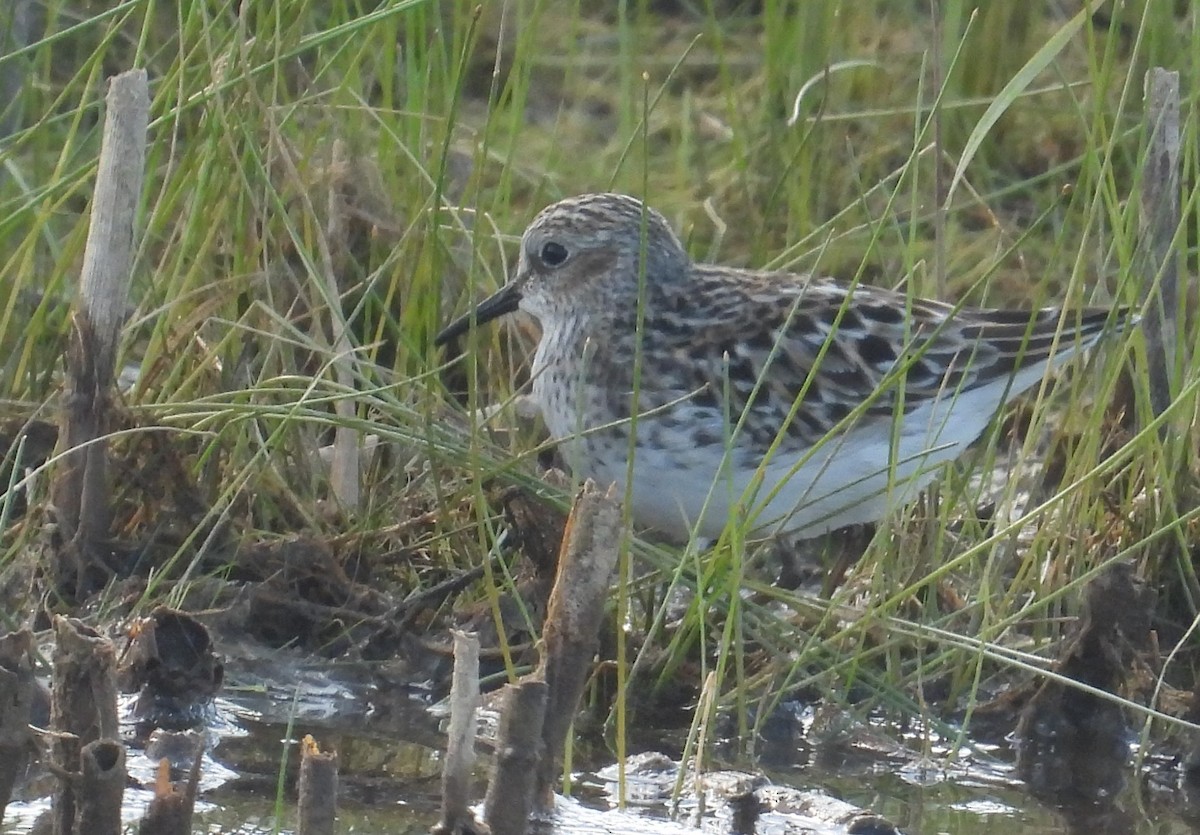 Least Sandpiper - Matt Tobin