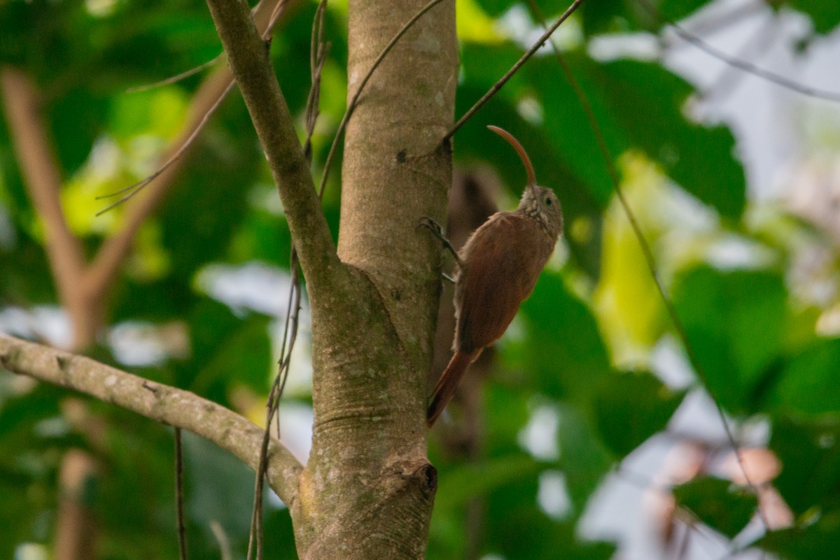 Red-billed Scythebill - ML618947022