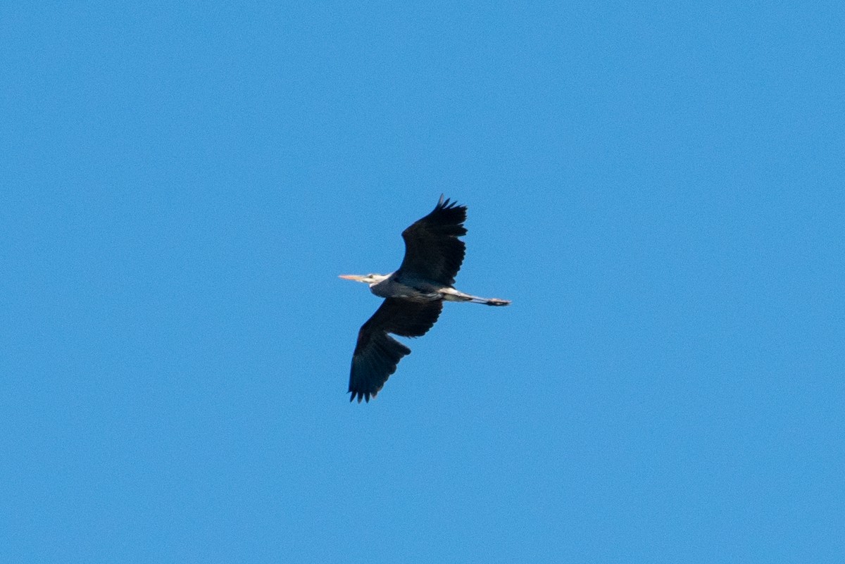 Great Blue Heron - Yixiao Liu