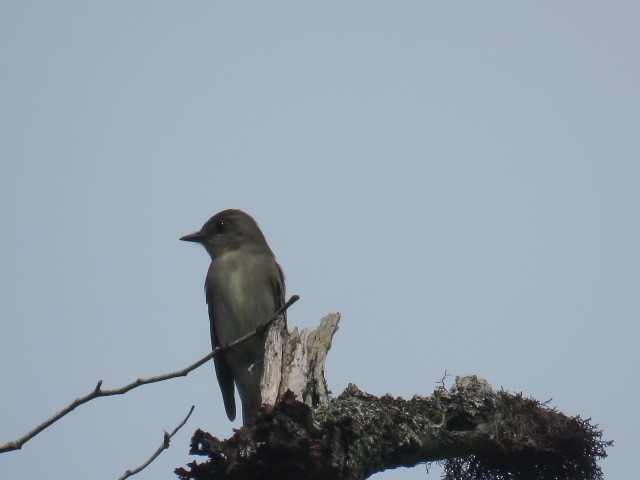 Eastern Wood-Pewee - Alberto Quiel