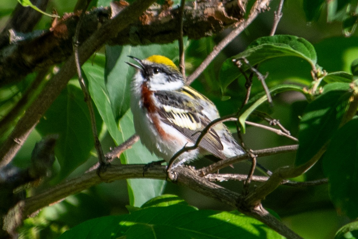 Chestnut-sided Warbler - Yixiao Liu