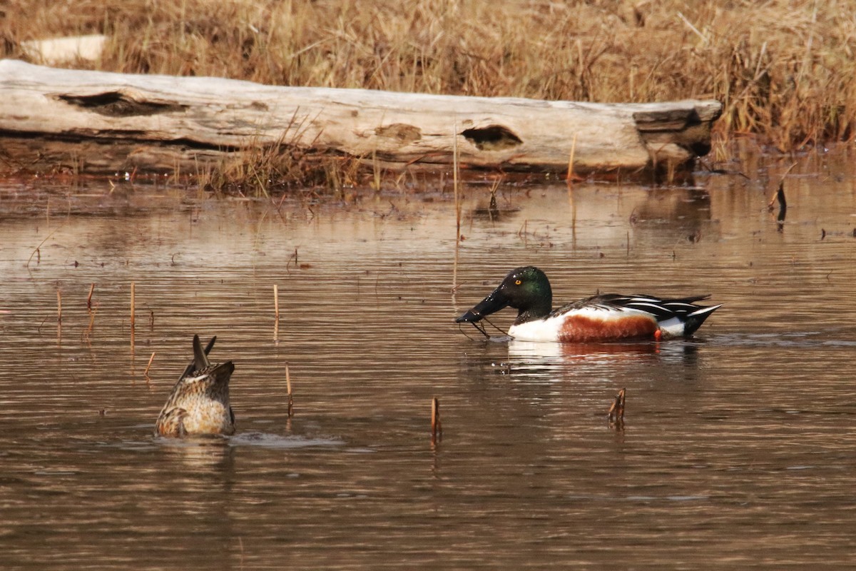 Northern Shoveler - George Matz