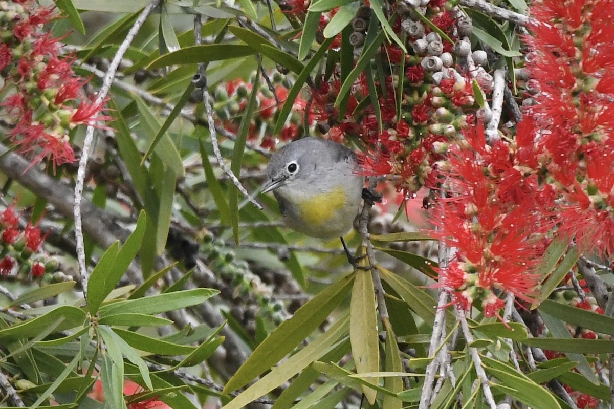 Virginia's Warbler - Caleb P.