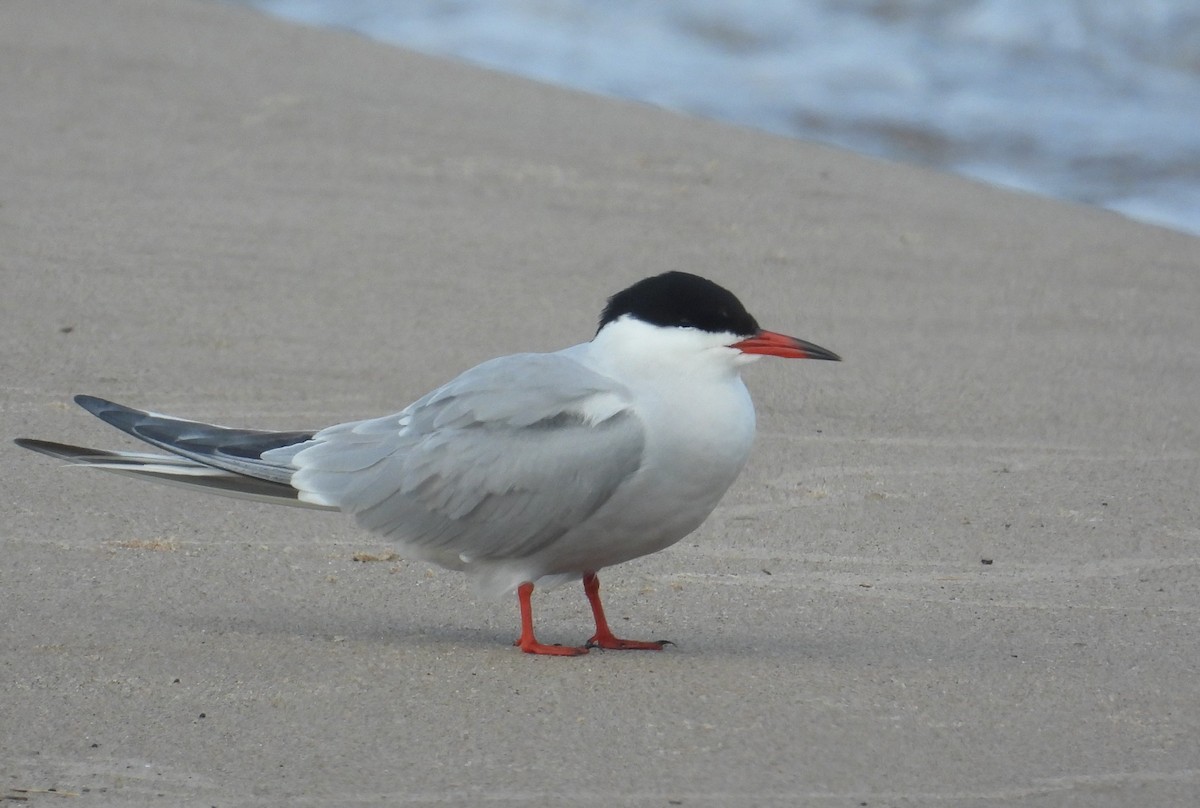 Common Tern - Matt Tobin