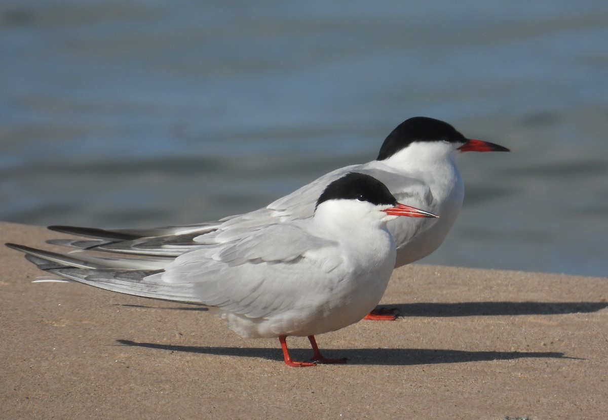 Common Tern - Matt Tobin