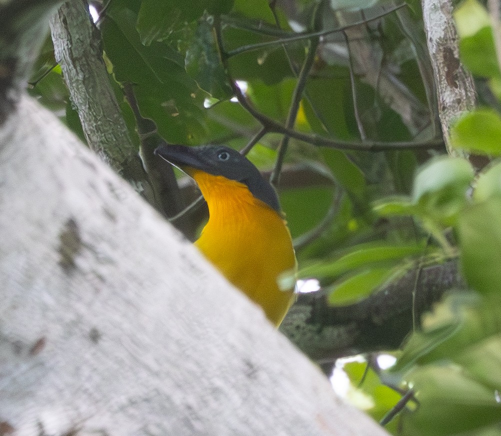 Lagden's Bushshrike (Lagden's) - Marie Lister