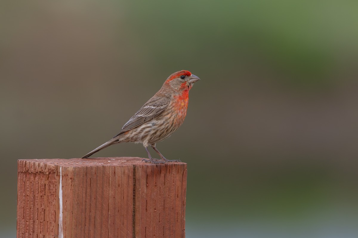 House Finch - Aditya Rao