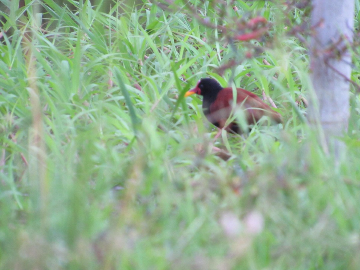 Wattled Jacana - Emelyn Siachoque Pineda