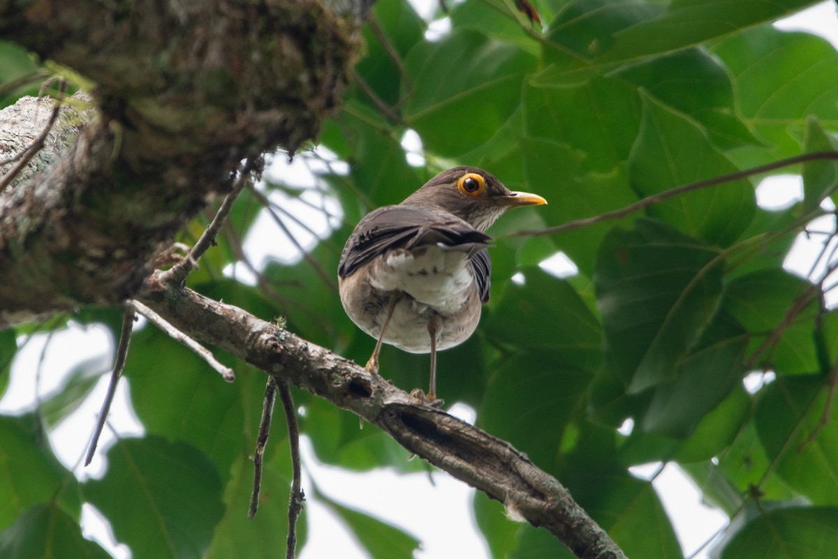 Spectacled Thrush - Fundación Ecoturística Recetor Vive un Paraíso