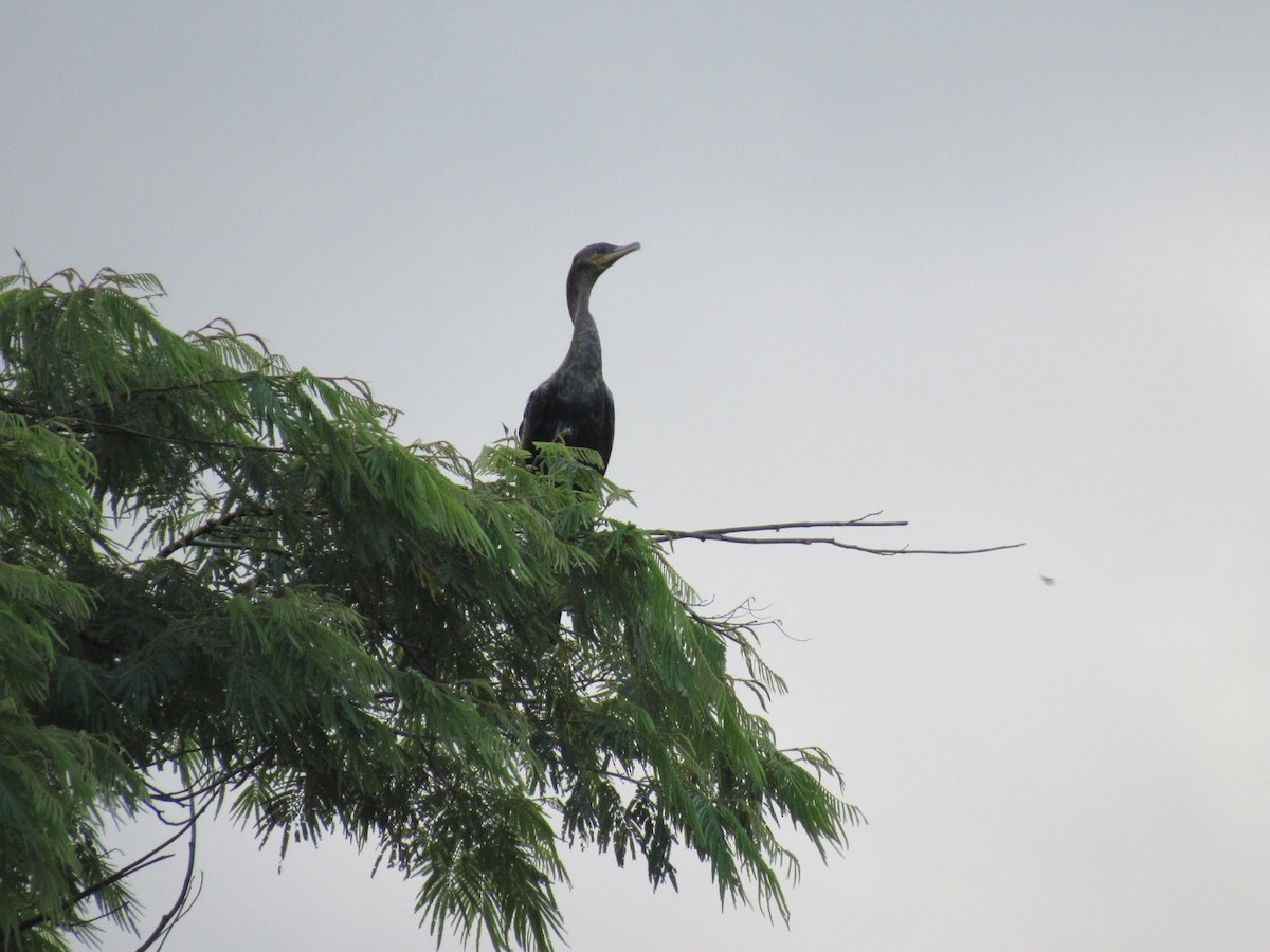 Neotropic Cormorant - Emelyn Siachoque Pineda