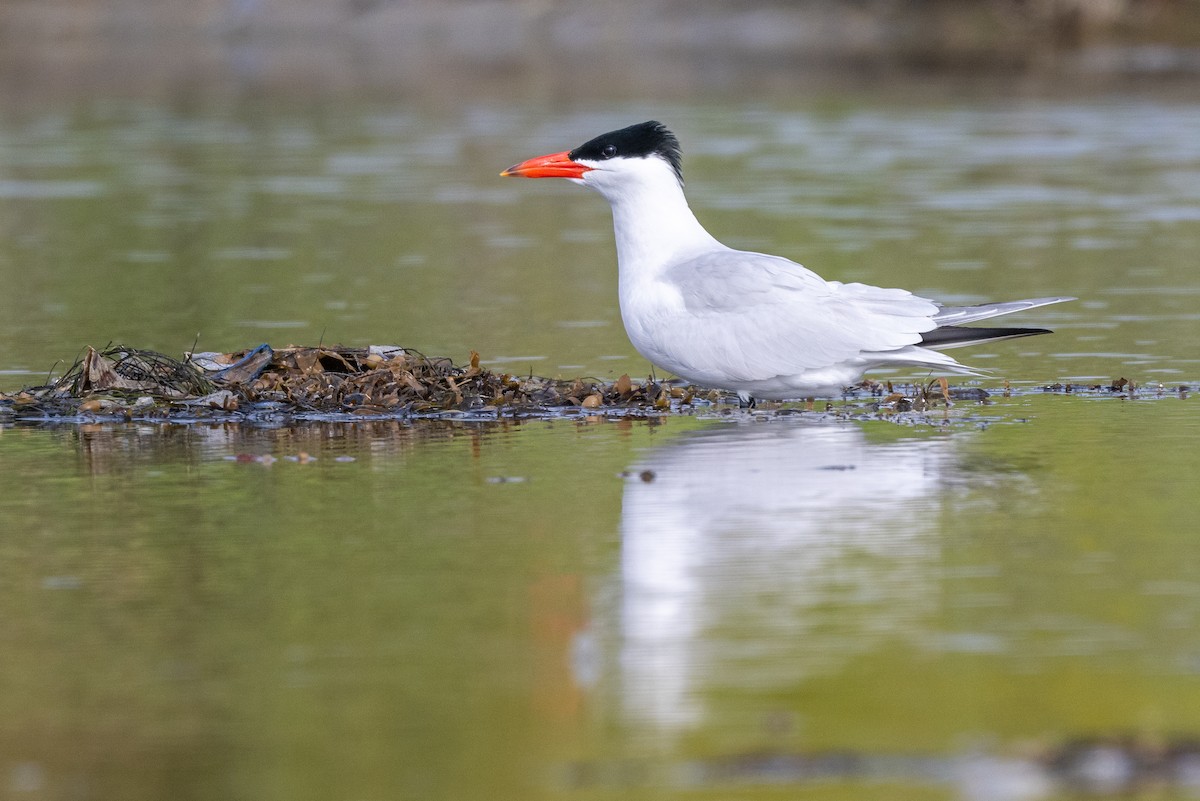 Caspian Tern - Aditya Rao