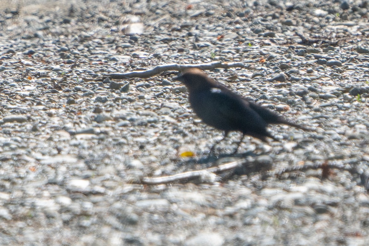 Brown-headed Cowbird - ML618947149