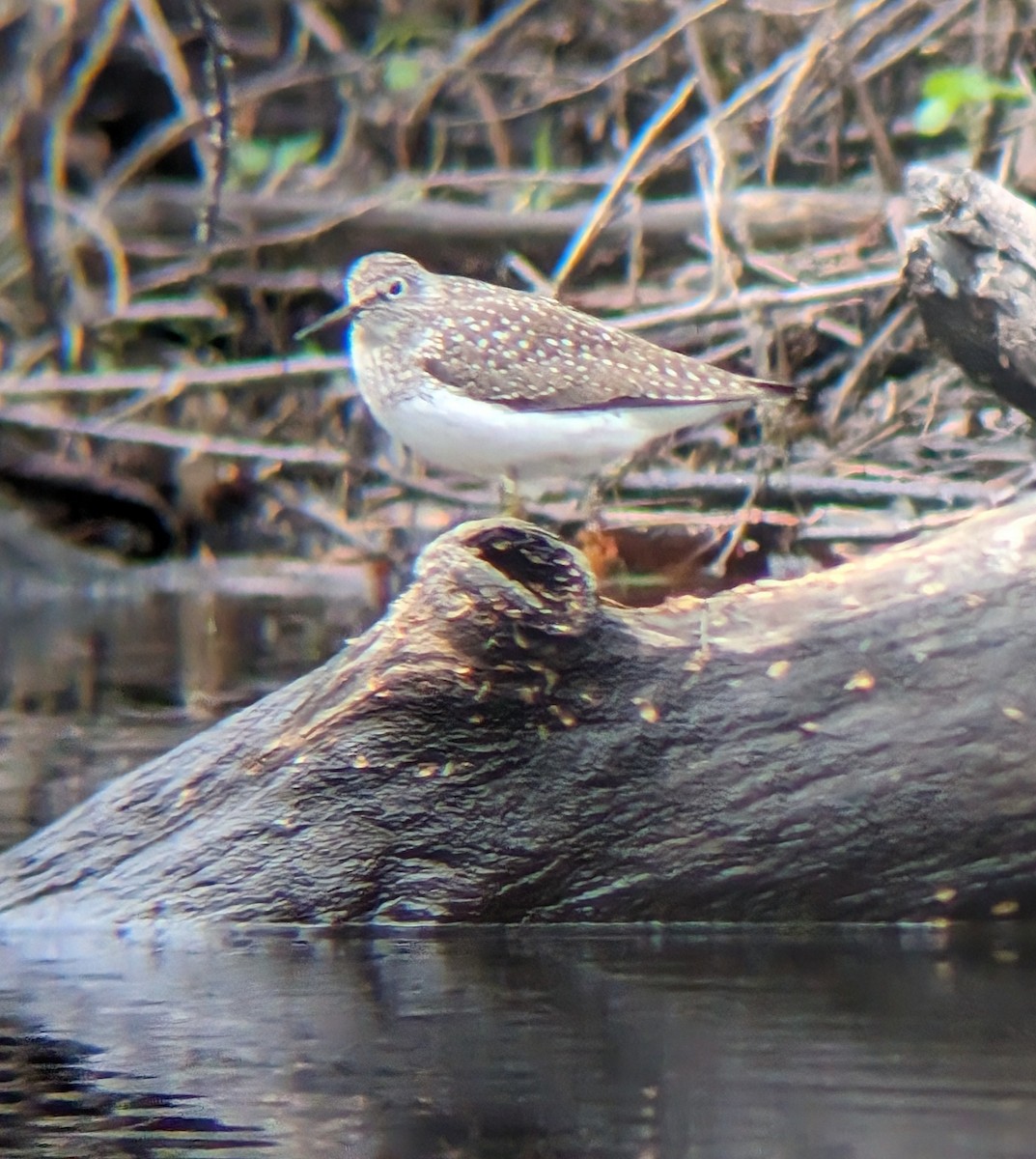 Solitary Sandpiper - Zachary Peterson