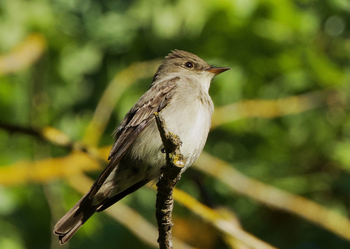 Western Wood-Pewee - Pair of Wing-Nuts