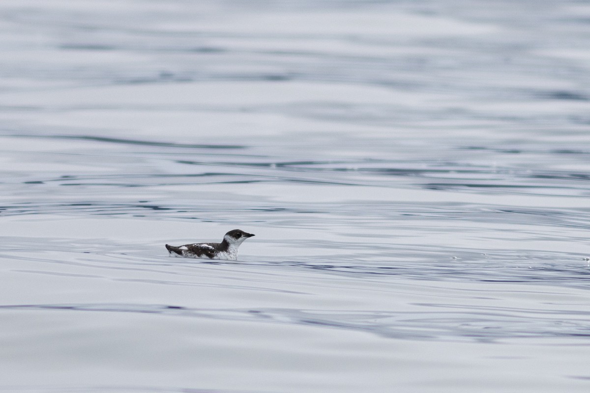 Common Murre - Justin Saunders