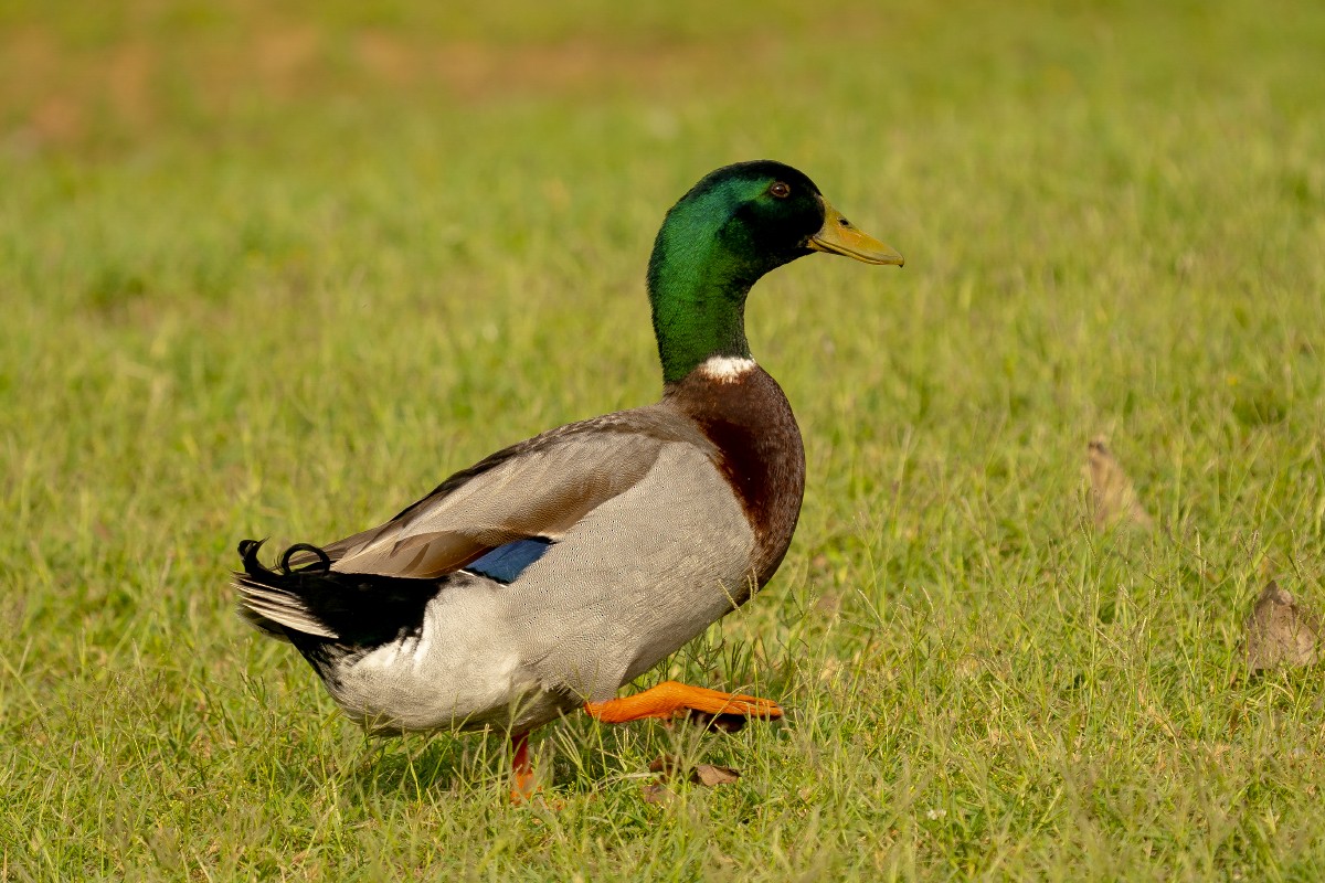 Mallard - ML618947176